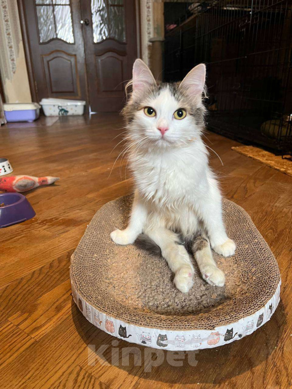 Кошки в Москве: Особенная малышка Ася ищет дом Девочка, Бесплатно - фото 1