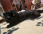 Кошки в Сергиеве Посаде: Вязка Шотландского кота Мальчик, 1 руб. - фото 3