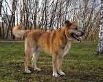 Собаки в Москве: Собака Боця в добрые руки, 8 руб. - фото 4