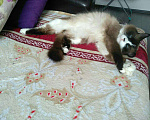 Кошки в Чебоксарах: Вязка кота, 1 800 руб. - фото 6