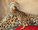 Кошки в Оленегорске: Бенгал, 1 руб. - фото 3