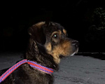 Собаки в Москве: Метис ротвейлера Шайгу в дар Мальчик, Бесплатно - фото 2