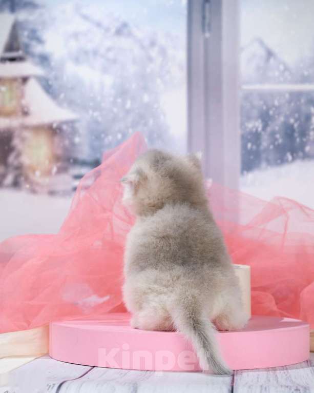 Кошки в Москве: Британские котята. Золотые шиншиллы. Мальчики и девочки. Мальчик, Бесплатно - фото 9