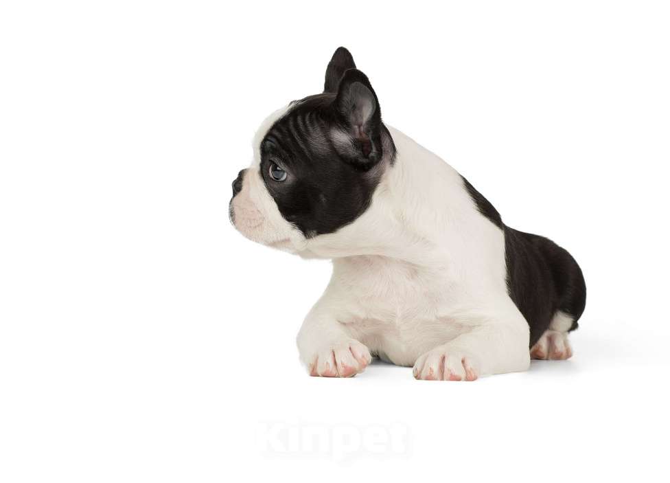 Собаки в Санкт-Петербурге: Щенки Бостон терьера Мальчик, Бесплатно - фото 2