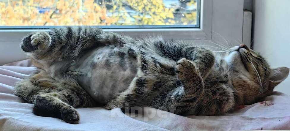 Кошки в Раменском: Пружинка ищет маму и папу Девочка, Бесплатно - фото 2