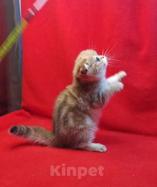 Кошки в Москве: Золотая мраморная девочка Девочка, 40 000 руб. - фото 6