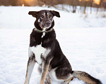 Собаки в Москве: Молодой, активный, дружелюбный мальчишка Мальчик, Бесплатно - фото 7