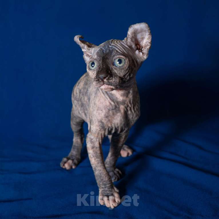Кошки в Москве: Сфинкс эльф Девочка, 40 000 руб. - фото 4