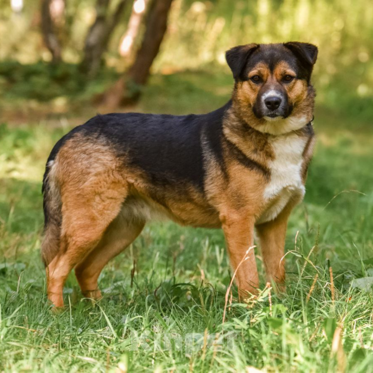Собаки в Москве: Луня Девочка, Бесплатно - фото 3