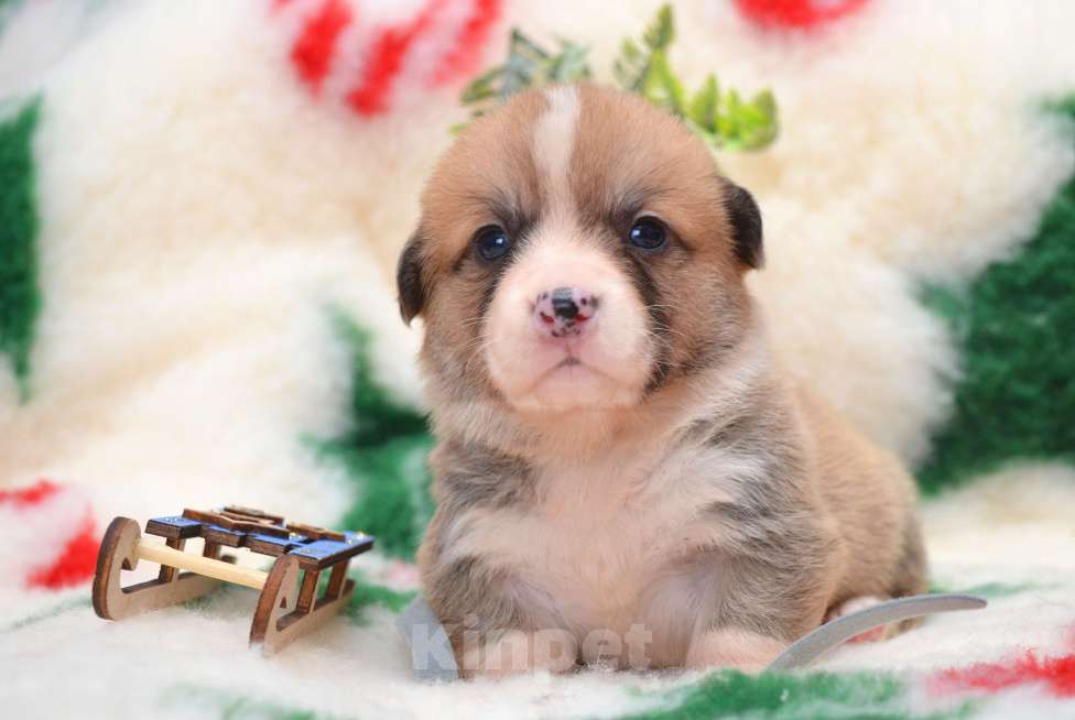 Собаки в Хабаровске: Щенки вельш корги пемброк Мальчик, 90 000 руб. - фото 1