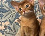 Кошки в Москве: Абиссинский котенок Девочка, 45 000 руб. - фото 3
