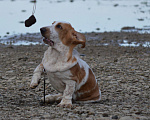 Собаки в Армавире: Щенки бассет хаунда Мальчик, 50 000 руб. - фото 7