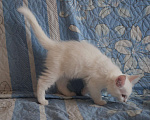 Кошки в Омске: Котенок мейнкун Девочка, 15 000 руб. - фото 3