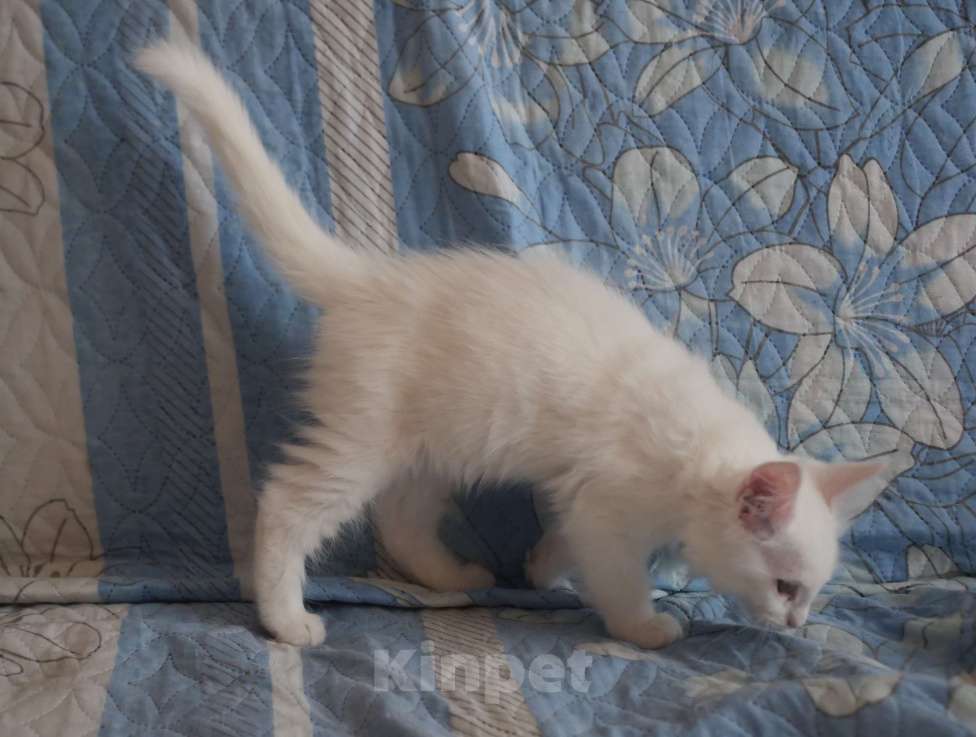 Кошки в Омске: Котенок мейнкун Девочка, 15 000 руб. - фото 3
