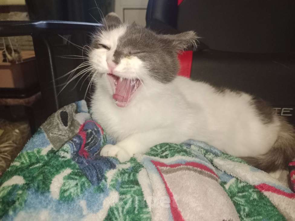 Кошки в Новокузнецке: Лапочка в добрые руки Девочка, Бесплатно - фото 5