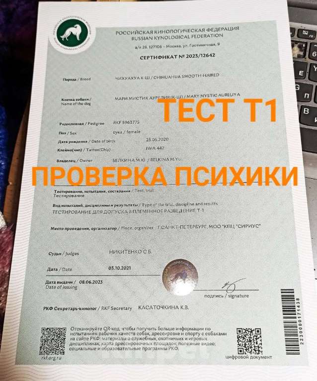 Собаки в Санкт-Петербурге: Бетховен бело шоколадный длинношерстный чихуахуа Мальчик, 60 000 руб. - фото 8