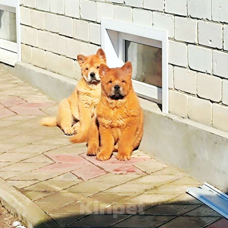 Собаки в Краснодаре: Красные красавцы смуфы Мальчик, 50 000 руб. - фото 3