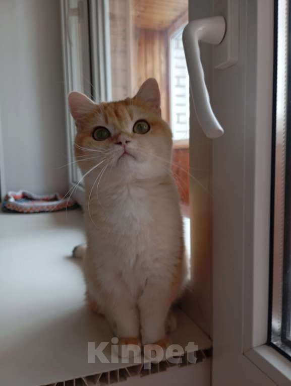 Кошки в Москве: Британская девочка Девочка, 70 000 руб. - фото 3