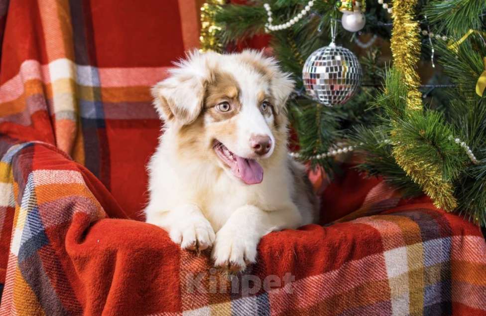 Собаки в Москве: Девочка щенок аусси Девочка, 130 000 руб. - фото 2