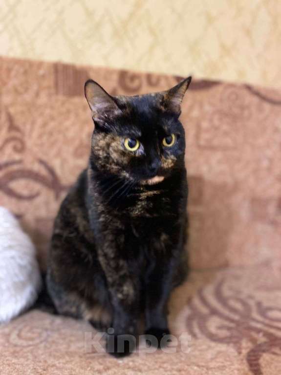 Кошки в Москве: Пушона плачет в котокафе Девочка, Бесплатно - фото 3