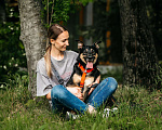 Собаки в Москве: Робкая Киви ищет дом Девочка, Бесплатно - фото 7