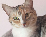 Кошки в Верхнем Уфалее: Кошка Девочка, Бесплатно - фото 1