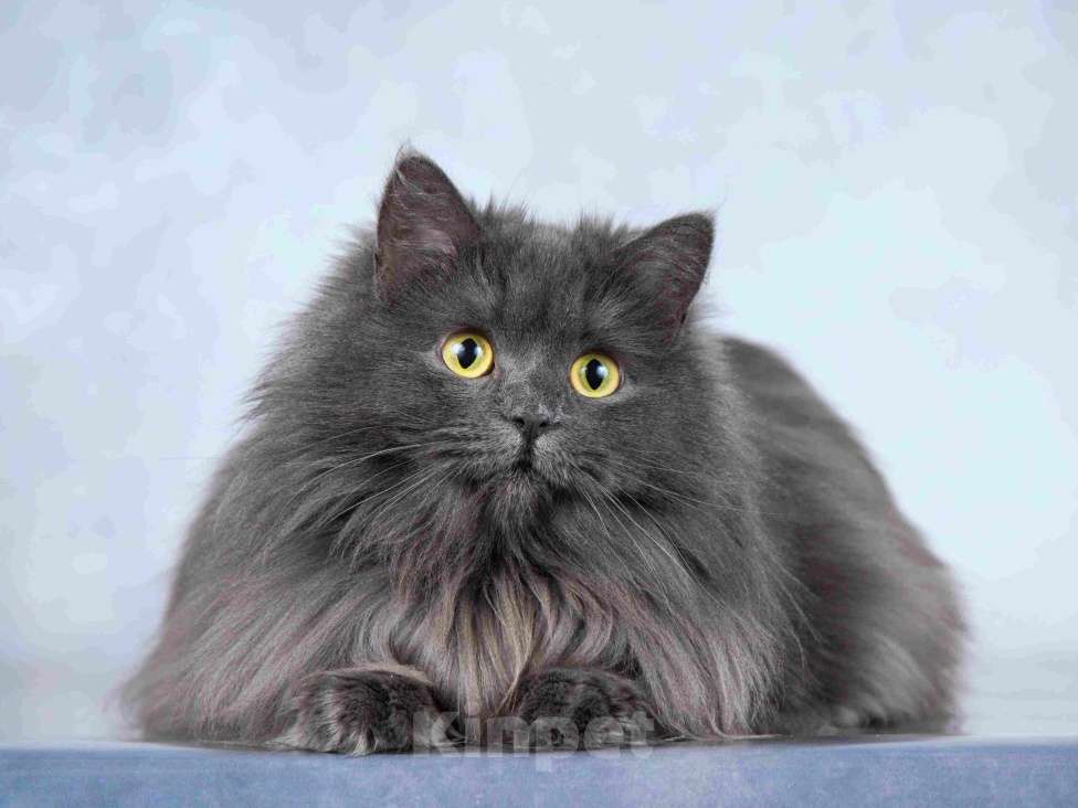 Кошки в Москве: Нежная ласковая кошечка Котюня Девочка, Бесплатно - фото 2