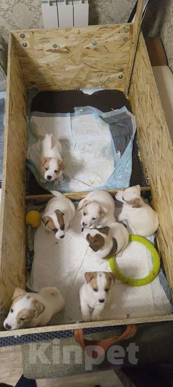 Собаки в Липецке: Порода : джек-рассел-терьер- Мальчик, Бесплатно - фото 5