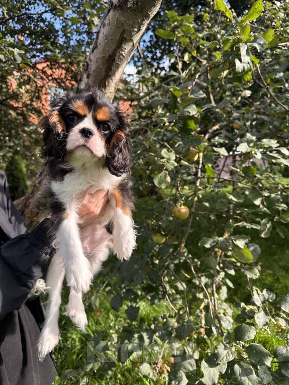 Собаки в Москве: Очаровательный триколорный мальчик кавалер кинг чарльз спаниеля  Мальчик, Бесплатно - фото 3