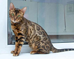 Кошки в Москве: Бенгальская кошка Марта в добрые руки (с характером принцессы) Девочка, Бесплатно - фото 2