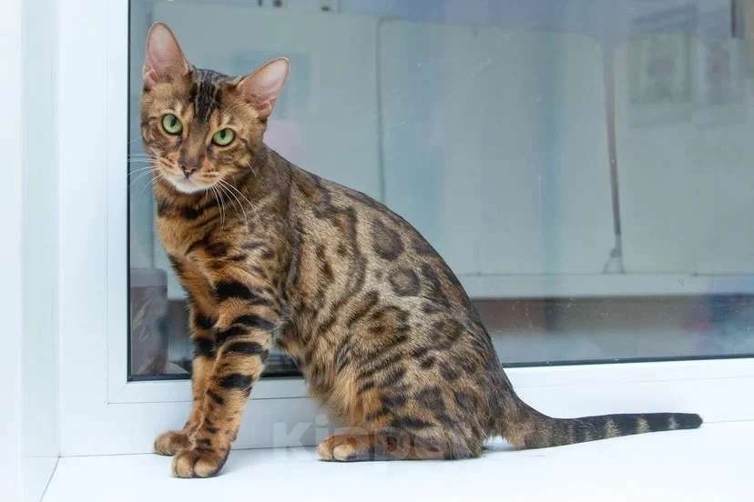 Кошки в Москве: Бенгальская кошка Марта в добрые руки (с характером принцессы) Девочка, Бесплатно - фото 2