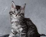Кошки в Москве: Такеши - серебряный мейн-кун Мальчик, 80 000 руб. - фото 5