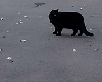 Кошки в Москве: Потерялся кот Мальчик, Бесплатно - фото 3