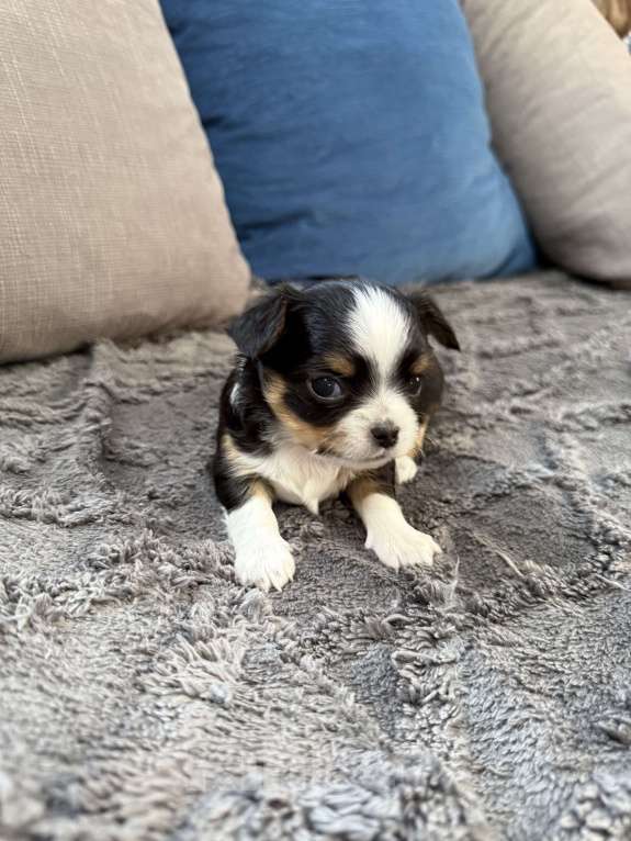 Собаки в других городах Московской области: Девочка чихуахуа Герда Девочка, 60 000 руб. - фото 5