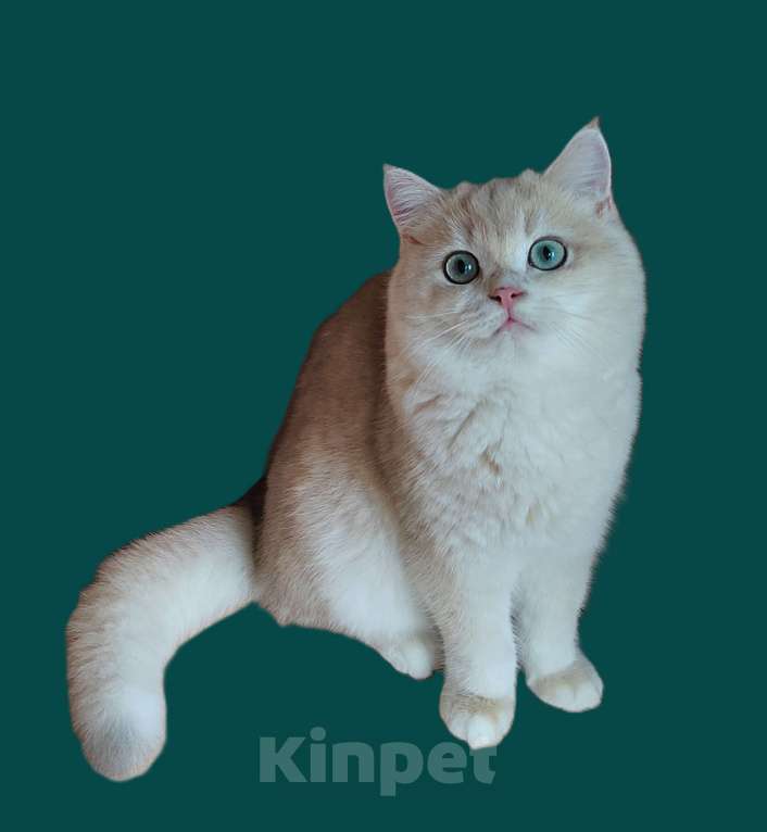 Кошки в Москве: Котик  Vital лиловое золото 7 месяцeв Мальчик, 60 000 руб. - фото 1