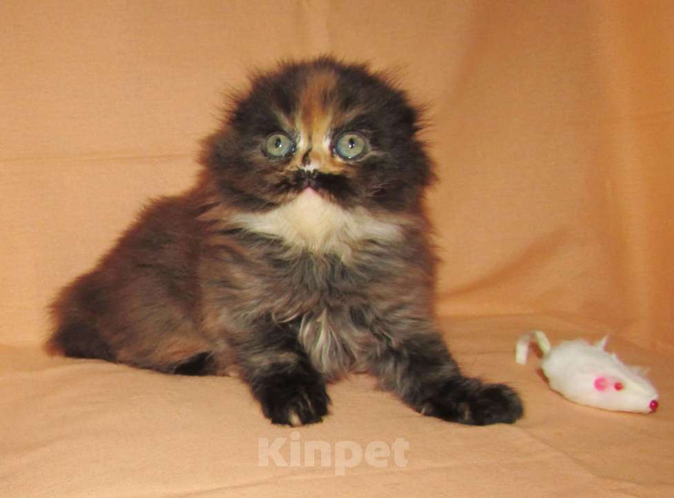Кошки в Санкт-Петербурге: Шотландская кошечка из питомника Девочка, 40 000 руб. - фото 2