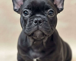 Собаки в Волжском: Французский бульдог щенки Мальчик, Бесплатно - фото 5