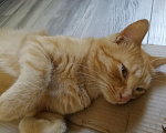 Кошки в Симферополе: добрый, общительный, рыжий кот 1,5 года, с переноской, паспортом и лотком , в добрые руки  Мальчик, Бесплатно - фото 5