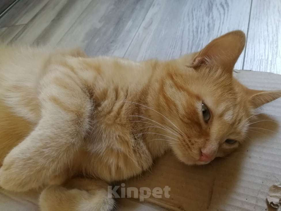 Кошки в Симферополе: добрый, общительный, рыжий кот 1,5 года, с переноской, паспортом и лотком , в добрые руки  Мальчик, Бесплатно - фото 5