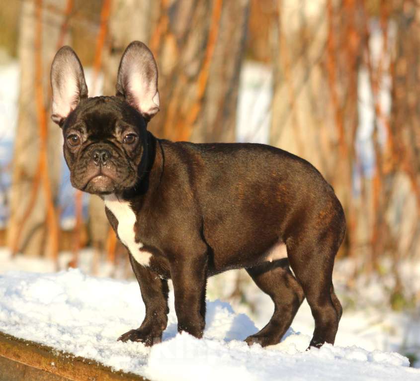 Собаки в других городах Кировской области: Французский бульдог  Девочка, 70 000 руб. - фото 4