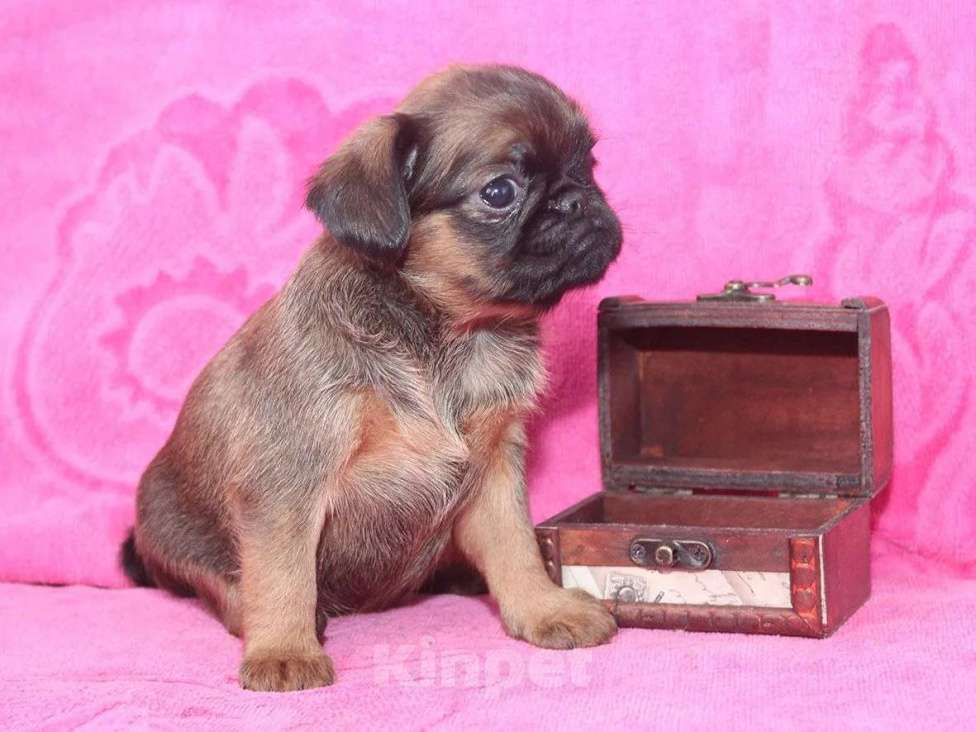 Собаки в Санкт-Петербурге: Щенки пти брабансона Мальчик, 80 000 руб. - фото 7