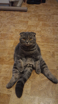 Объявление: Пропал шотландский вислоухий кот, 10 000 руб., Новосибирск
