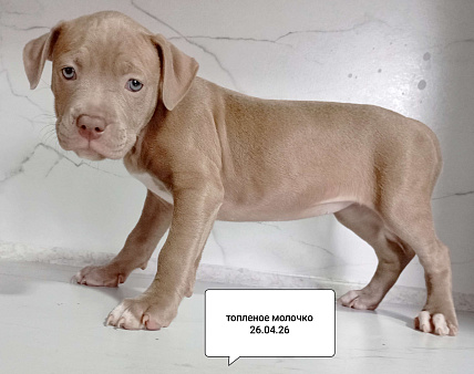 Американский питбультерьер щенок девочка