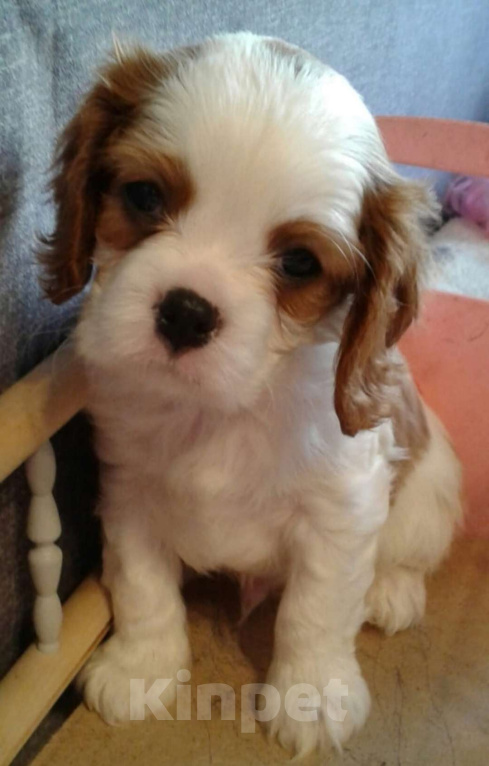 Собаки в Санкт-Петербурге: Щенки кавалер кинг чарльз спаниеля Мальчик, 50 000 руб. - фото 3