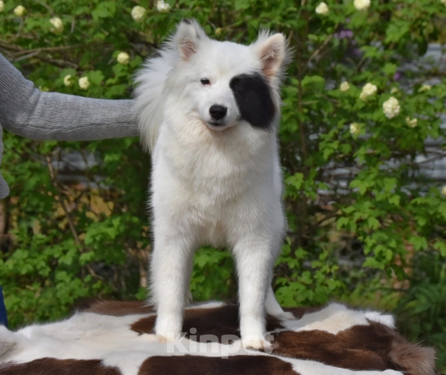 Собаки в Москве: Ненецкая оленегонная лайка, сука Хайят. Девочка, 60 000 руб. - фото 2