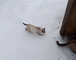 Кошки в Егорьевске: котенок 1. Мальчик, Бесплатно - фото 1
