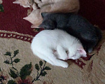 Кошки в Рязани: Котята ищут  хозяев Мальчик, Бесплатно - фото 1