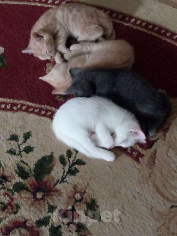 Кошки в Рязани: Котята ищут  хозяев Мальчик, Бесплатно - фото 1