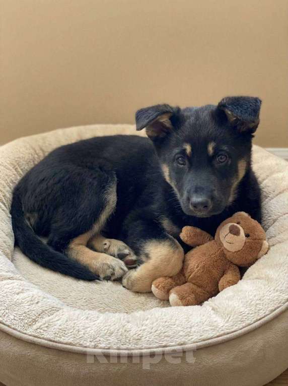 Собаки в Москве: Щенок Дана ищет дом Девочка, Бесплатно - фото 2