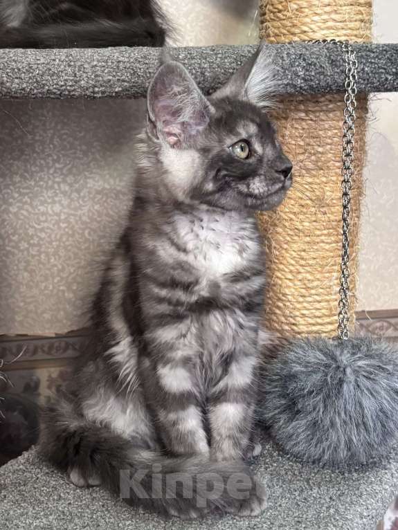 Кошки в Петергофе: Девочки близняшки Девочка, 40 000 руб. - фото 2